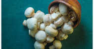Are you a fan of mushrooms? Here's a festival especially for you
