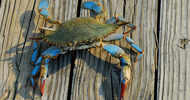 Blue crabs invade Italian waters; turn into delicacy