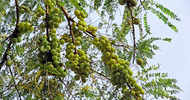 Why is Amla Navami celebrated today?